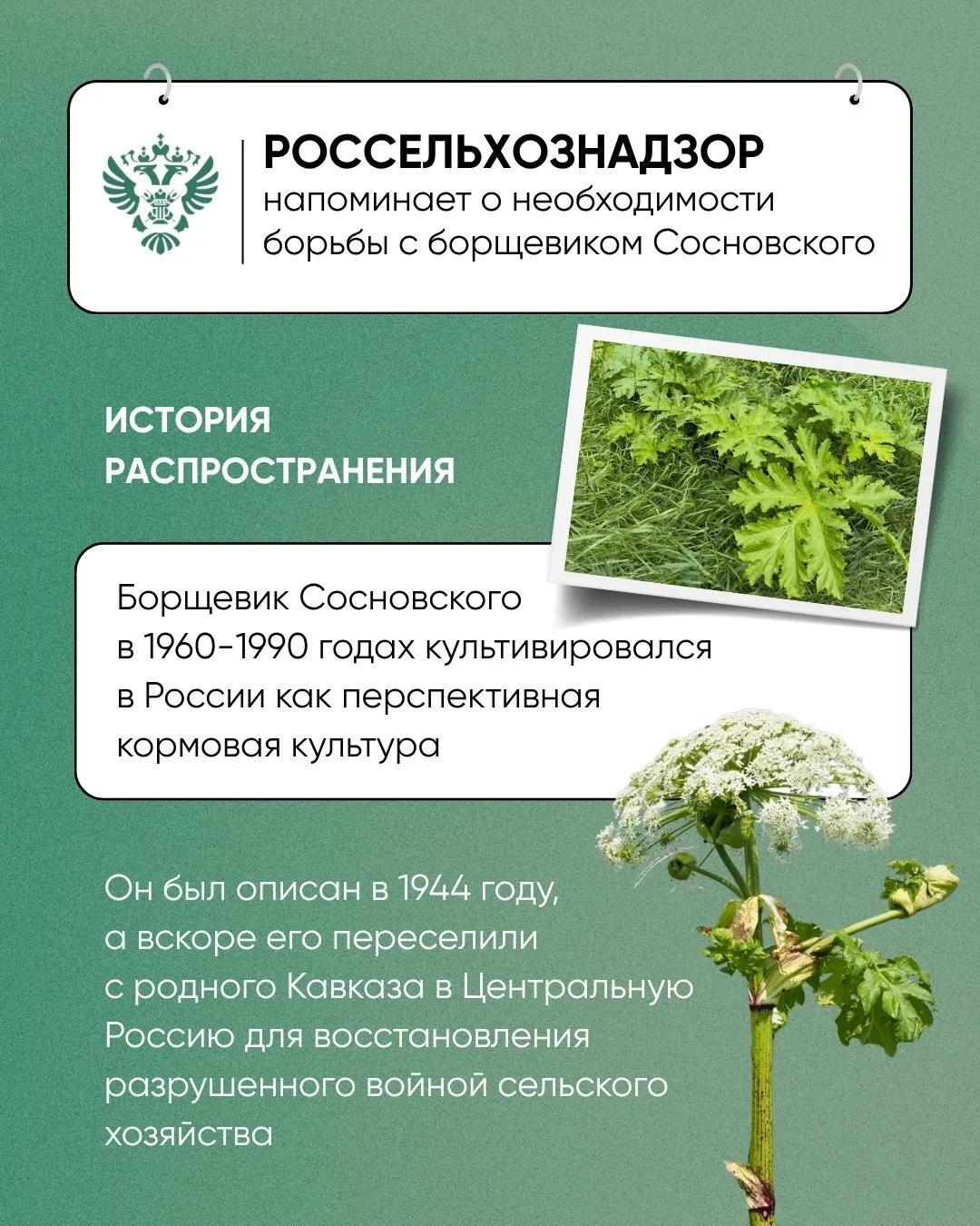 Россельхознадзор напоминает о необходимости своевременно принимать меры по борьбе с борщевиком.
